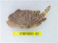 藏品(條紋躄魚)的圖片